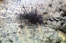 View Image Information